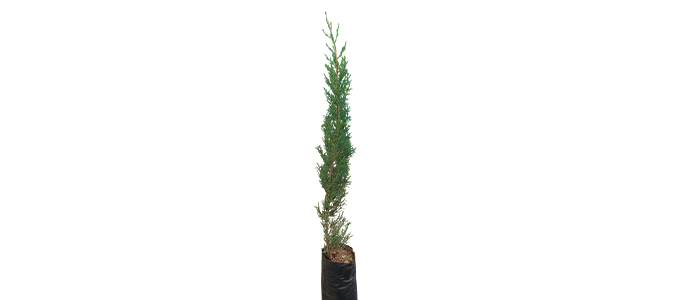 Pencil Pine Mediterranean Cypress